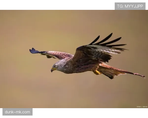 南伦敦老鹰新赛季启航，重振雄风之旅备受期待